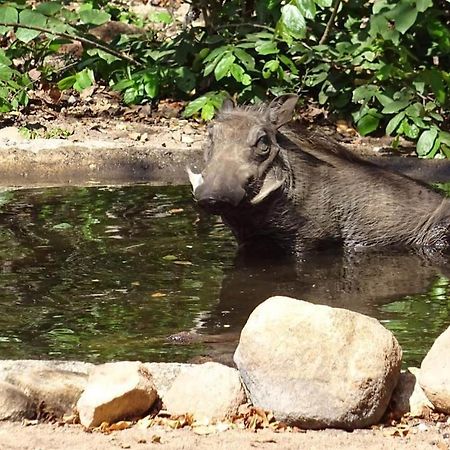 Lituba Place Marloth Park Kültér fotó
