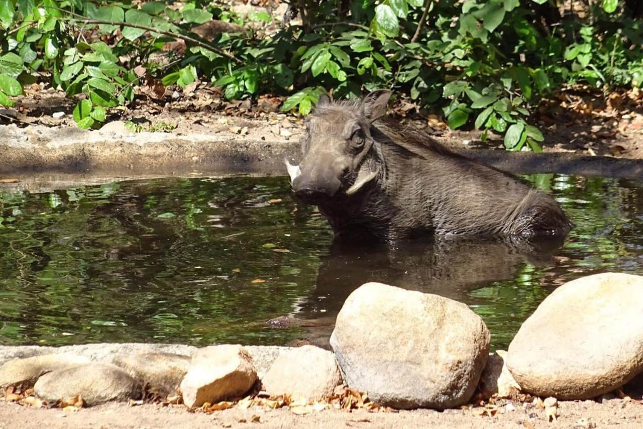 Lituba Place Marloth Park Kültér fotó